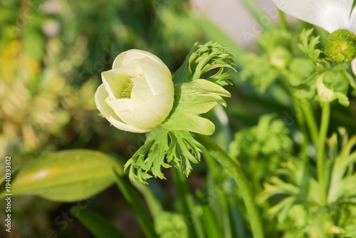 Принти на полотні Bud of white anemone
