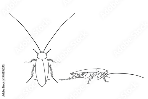 American Cockroach Technical Line Art — Top and Side View Scientific Illustration