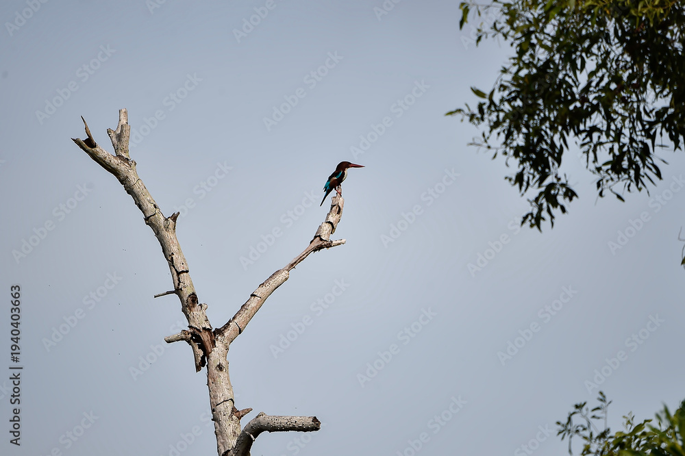 Ταπετσαρία White-throated Kingfisher (Halcyon smyrnensis) perched on a dry branch with clea