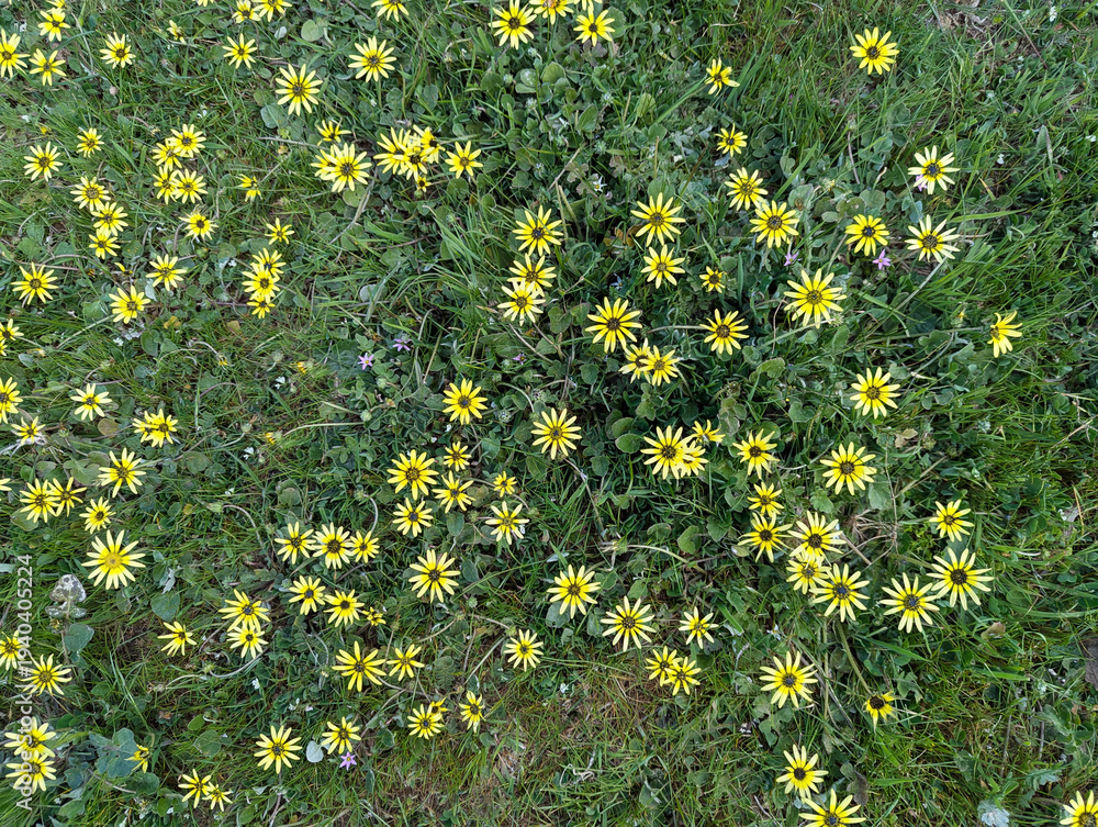Φωτογραφία A closeup view of a patch of capeweed or arctotheca calendula.