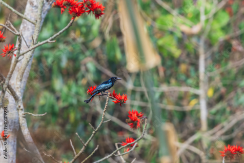 Hair-crested drongo (Dicrurus hottentottus) at Latpanchar, West Bengal, India