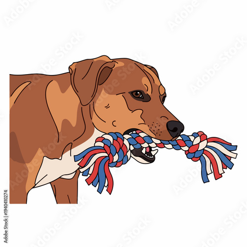 Dog with rope toy in mouth, playful brown dog holding colorful braided tug toy. Dog displays playful demeanor and excitement, enjoying outdoor games with rope toy.