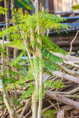 Climbing wattle ( Acacia pennata (L.) Willd. ) Cha-om, Fresh vegetables