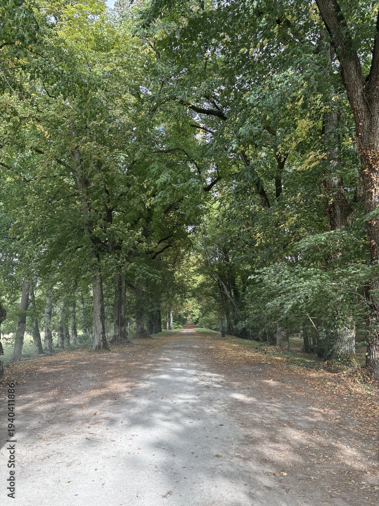 Fototapeta premium A scenic dirt path lined with mature, lush green trees in the park of the Château Chenanceau, France. The straight trail is covered with fallen autumn leaves, creating a peaceful woodland corridor.
