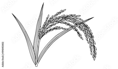 Rice paddy plant black and white vector line art botanical agriculture illustration isolated on white