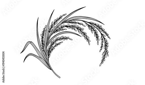 Decorative rice paddy branch black and white vector botanical grain illustration isolated on white
