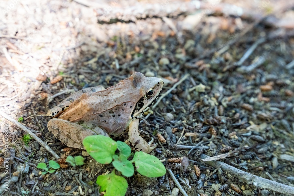 Fototapeta premium ヤマアカガエル