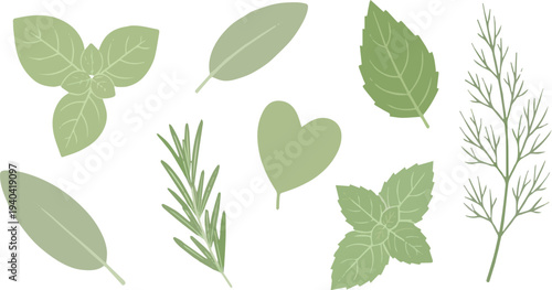 Assortment of Green Herb Leaves and Sprigs on White Background basil mint