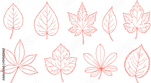 Collection of outline drawings of different types of autumn leaves in coral color leaf