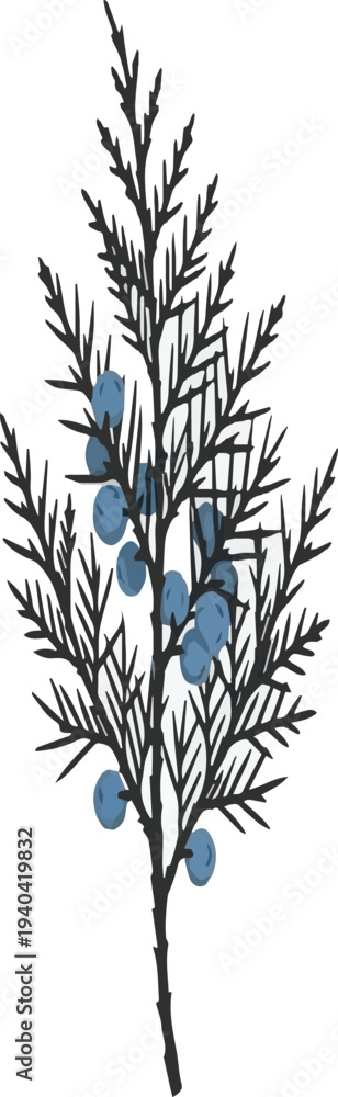 Obraz premium Juniper Branch with Blue Berries on White Background green