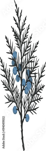 Juniper Branch with Blue Berries on White Background green