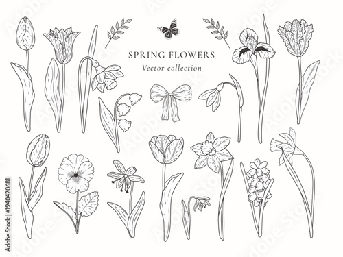 Hand drawn botanical collection with tulips irises daffodils and snowdrops. Elegant floral line art elements with butterflies and ribbons. Garden spring flower set for wedding design.