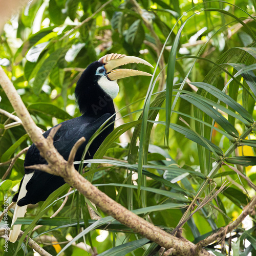 Rhinoceros hornbill perched on tree branch in tropical rainforest