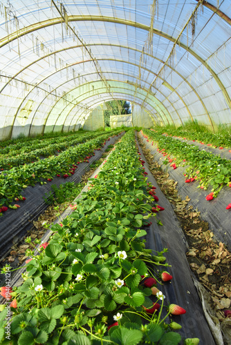Strawberry field, Rows of fresh strawberries that are grown in greenhouses, Strawberry field with plants before harvest, strawberry plants in fields, Organic strawberry fruits in Jijel Algeria Africa.