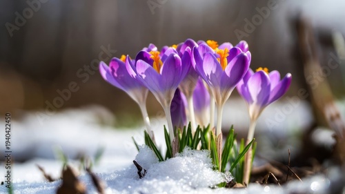 Purple crocuses blooming through snow in early spring garden.