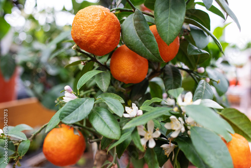 Fotografie Tangerine citrus dwarf tree with ripe orange fruits in gardening center