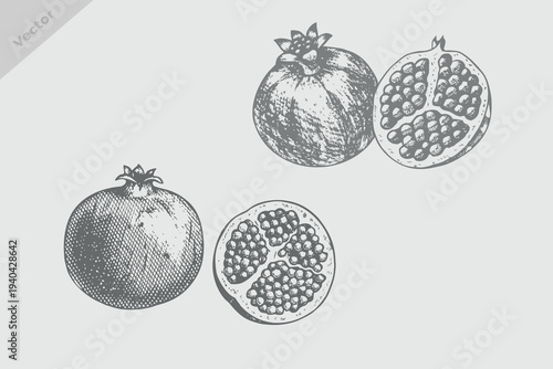 vintage engraving style pomegranate collection illustration. Retro fruit pomegranate vector. Eps 10