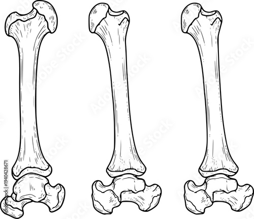 Detailed hand drawn human femur bone in black outline a white background anatomy