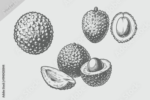 Vintage fruit lychee drawing collection. Hand drawn lychee vector illustration. Retro engraving style