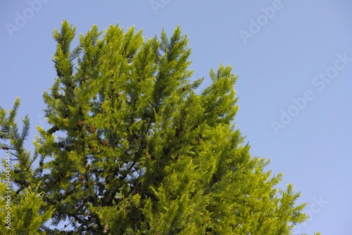 Green branches of a larch tree with small cones against a blue sky.