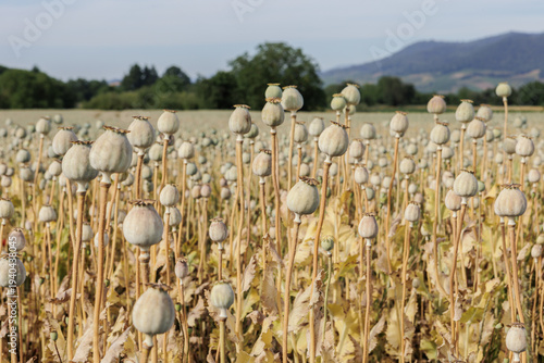 Feld erntereifer Schlafmohn für die Ölherstellung
