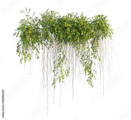 Hanging сlimbing Vine Plant (trailing vine, climbing vine, hanging plant) Isolated PNG on a Transparent Background Premium Nature Cutout