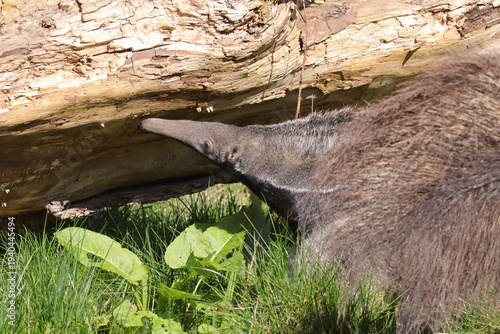 Giant anteater close up searching insects on log in zoo habitat