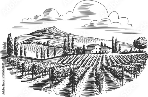 Vintage vineyard landscape vector illustration, hand drawn grape field and winery for wine label design project