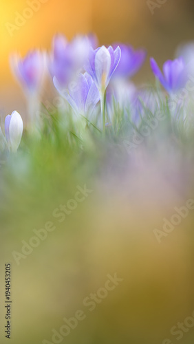 Delicate purple crocuses in the warm backlight of a spring evening, macro shot with soft bokeh and fresh green grass, symbolizing spring, new beginnings, and the awakening of nature.