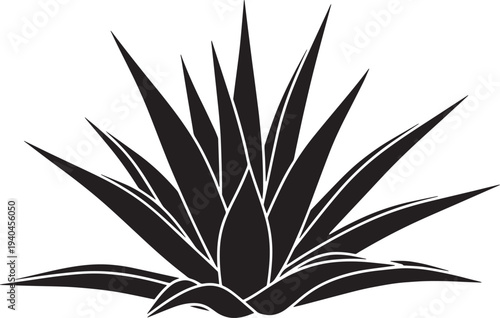 Black silhouette of agave plant