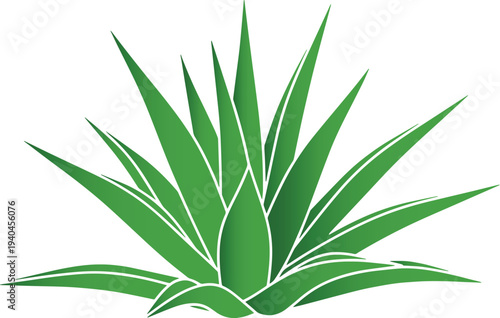 Vector illustration of a green agave plant with sharp leaves
