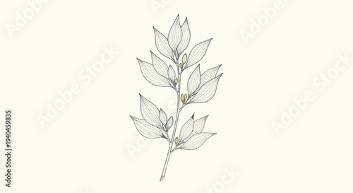 Detailed Sketch of a Single Stem Plant.