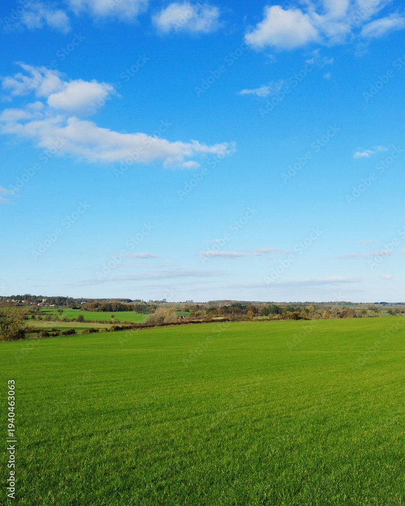 Obraz premium Lush green field and vivid blue sky in the countryside