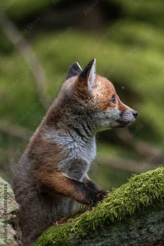 Obraz premium Cute young red fox cub sitting on a mossy rock in the wild forest 