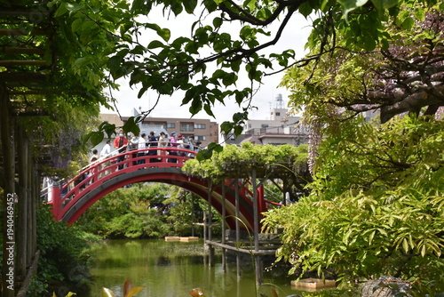 亀戸天神の藤棚と太鼓橋 と鳥居　東京の風景