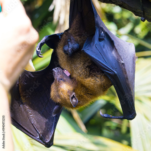 Flying fox fruit bat hanging upside down Eating