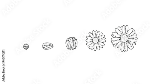 Floral growth stages: detailed linear progression from bud to blossom