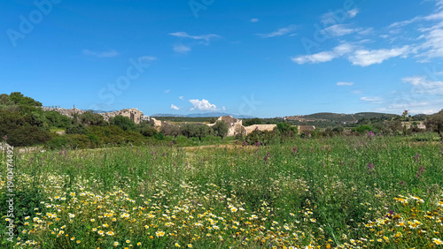 Sunny summer day, green field with blooming daisies on background of the ruins of Patara Ancient City, Turkiye.