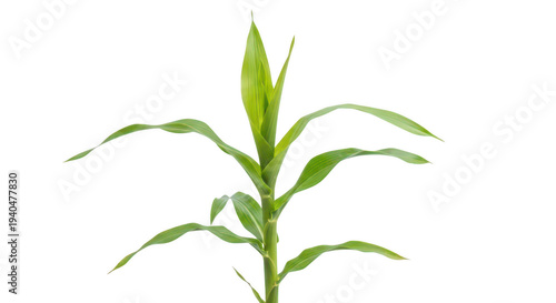A vibrant young corn plant with green leaves isolated on transparent background