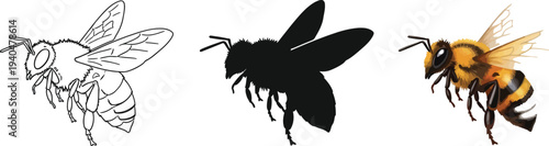Collection of bee illustrations showcasing outline silhouette and realistic styles perfect for educational resources and nature-themed designs