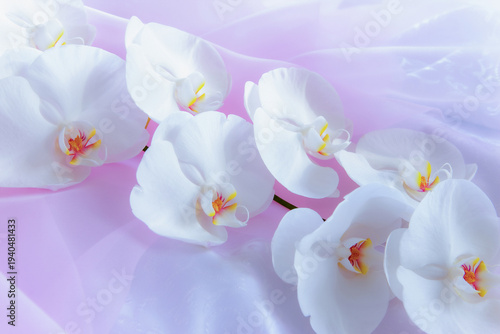 ピンクの布地に載った白い胡蝶蘭