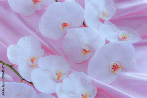 ピンクの布地に載った白い胡蝶蘭