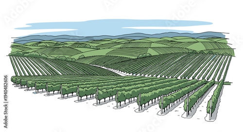 Picturesque vineyard landscape featuring rolling hills and neatly arranged grapevines