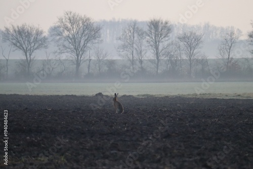 Fotografija Hare in the Fog