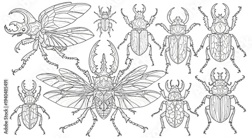 Collection of Various Beetle Illustrations and Drawings.