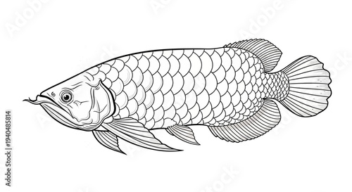 Detailed Line Drawing of Fish Illustration.