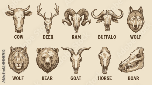 Collection of animal heads and skulls illustrations showcasing wildlife diversity and majestic fauna specimens