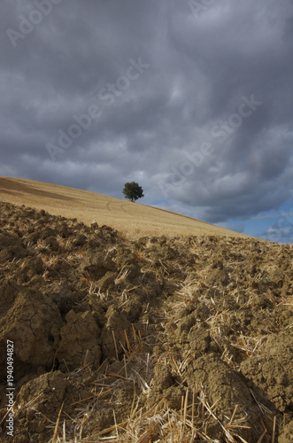 In the Molise countryside during the wheat harvest, the ground is prepared to remove weeds.