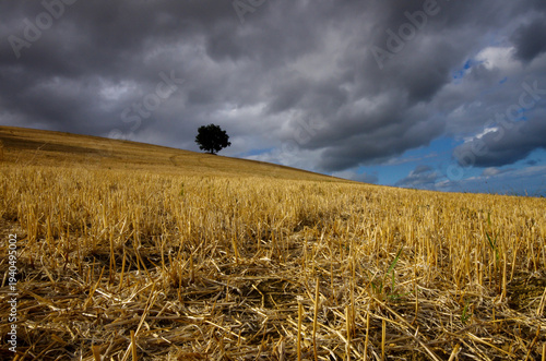 In the Molise countryside during the wheat harvest, the ground is prepared to remove weeds.