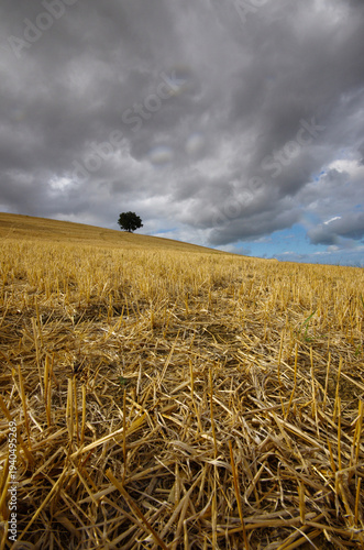 In the Molise countryside during the wheat harvest, the ground is prepared to remove weeds.
